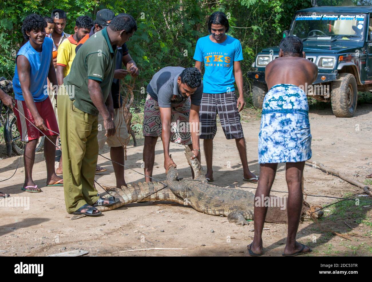 Männer binden die Beine eines Krokodils, das auf einer lokalen Wohnstraße in Tissamaharama im Süden Sri Lankas gefangen wird, bevor es in einen Nationalpark transportiert wird. Stockfoto