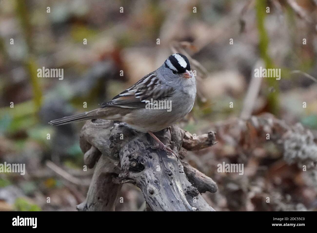 Weiß gekrönter Spatzen im Wald Stockfoto