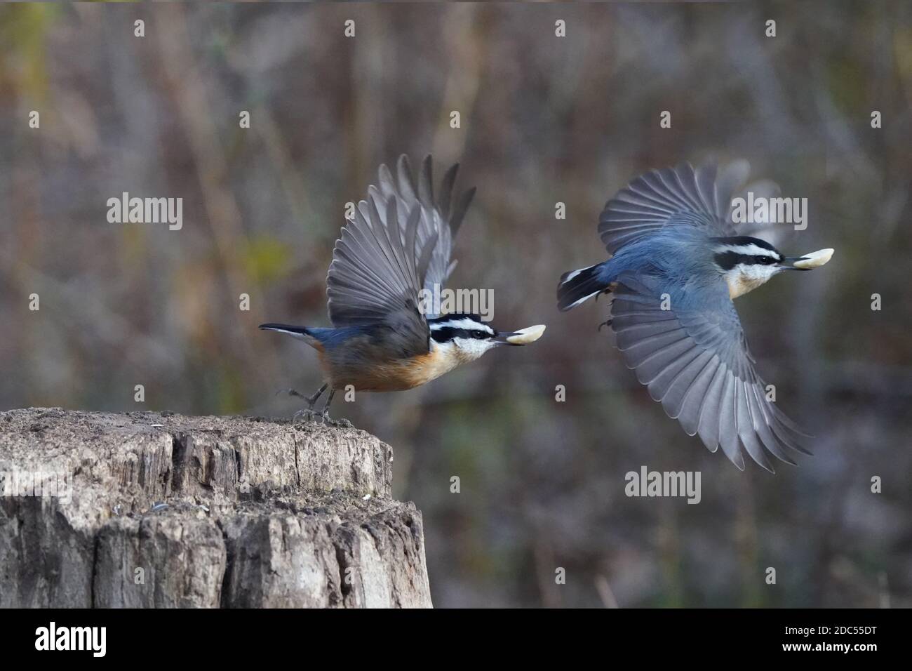 Nuthatches kämpfen um Nahrung Stockfoto