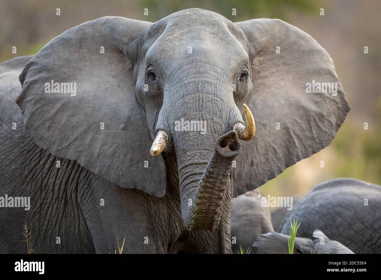 Elefantenweibchen, das unter seiner Herde von Elefanten steht und gerade schaut Bei der Kamera mit Kofferraum oben im Kruger Park im Süden Afrika Stockfoto