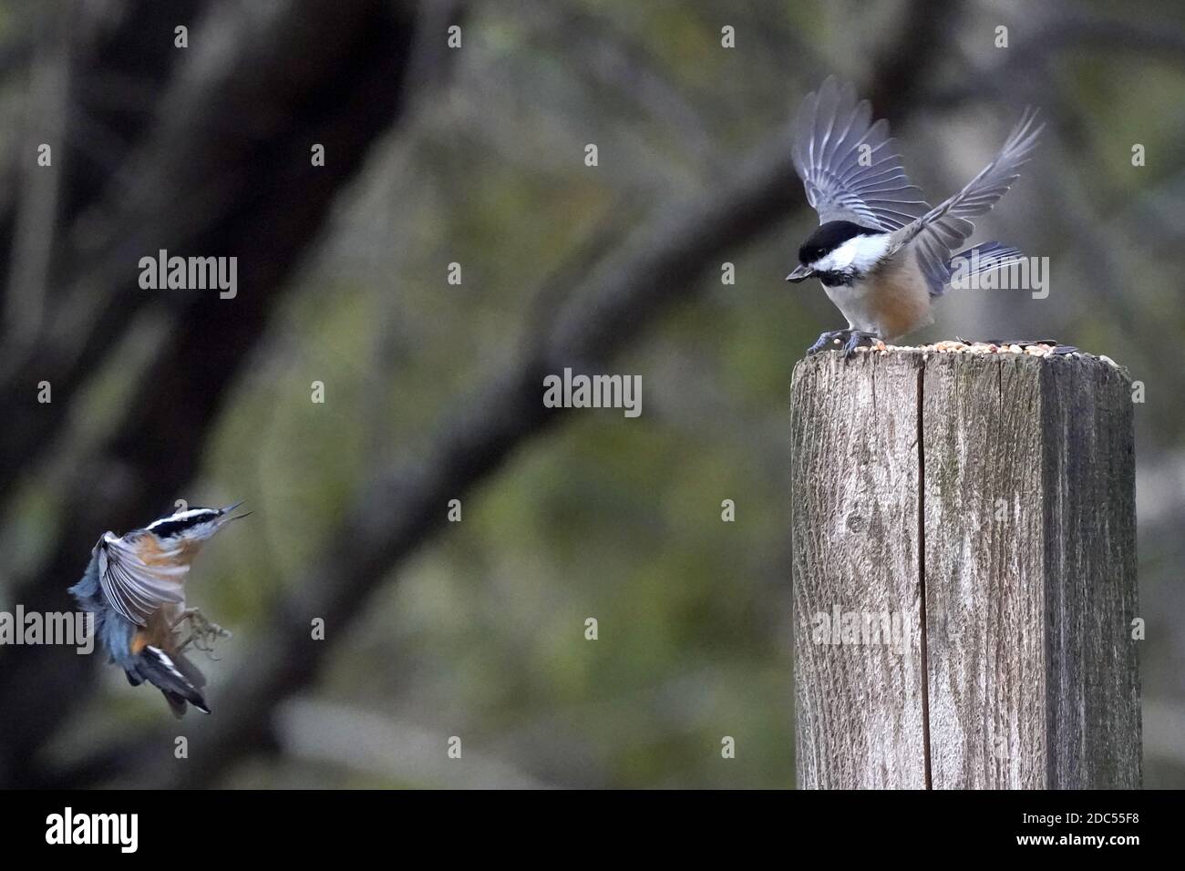 Rot-und weiß-reihige Nuthatches kämpfen um Nahrung Stockfoto