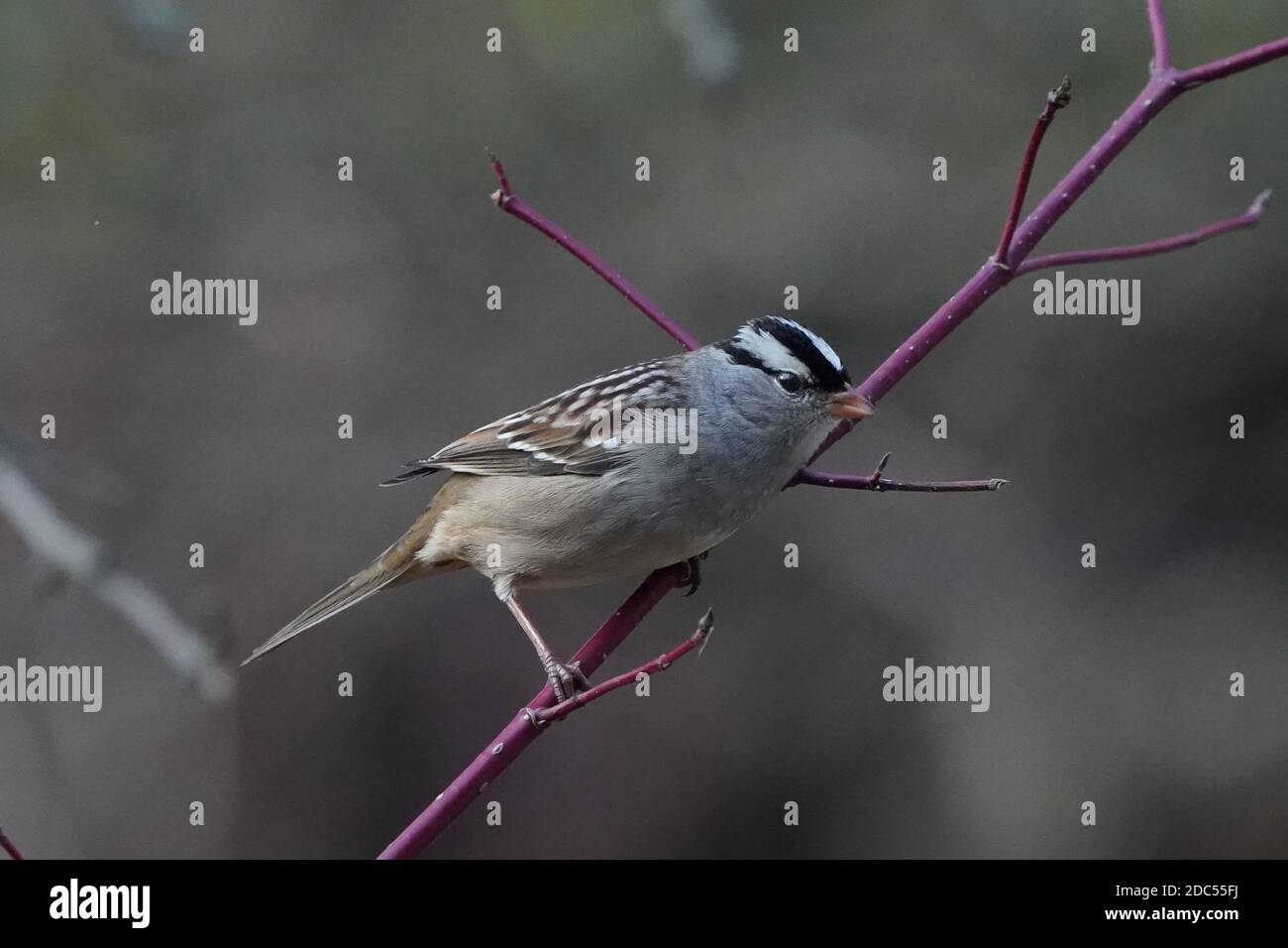 Weiß gekrönter Spatzen im Wald Stockfoto