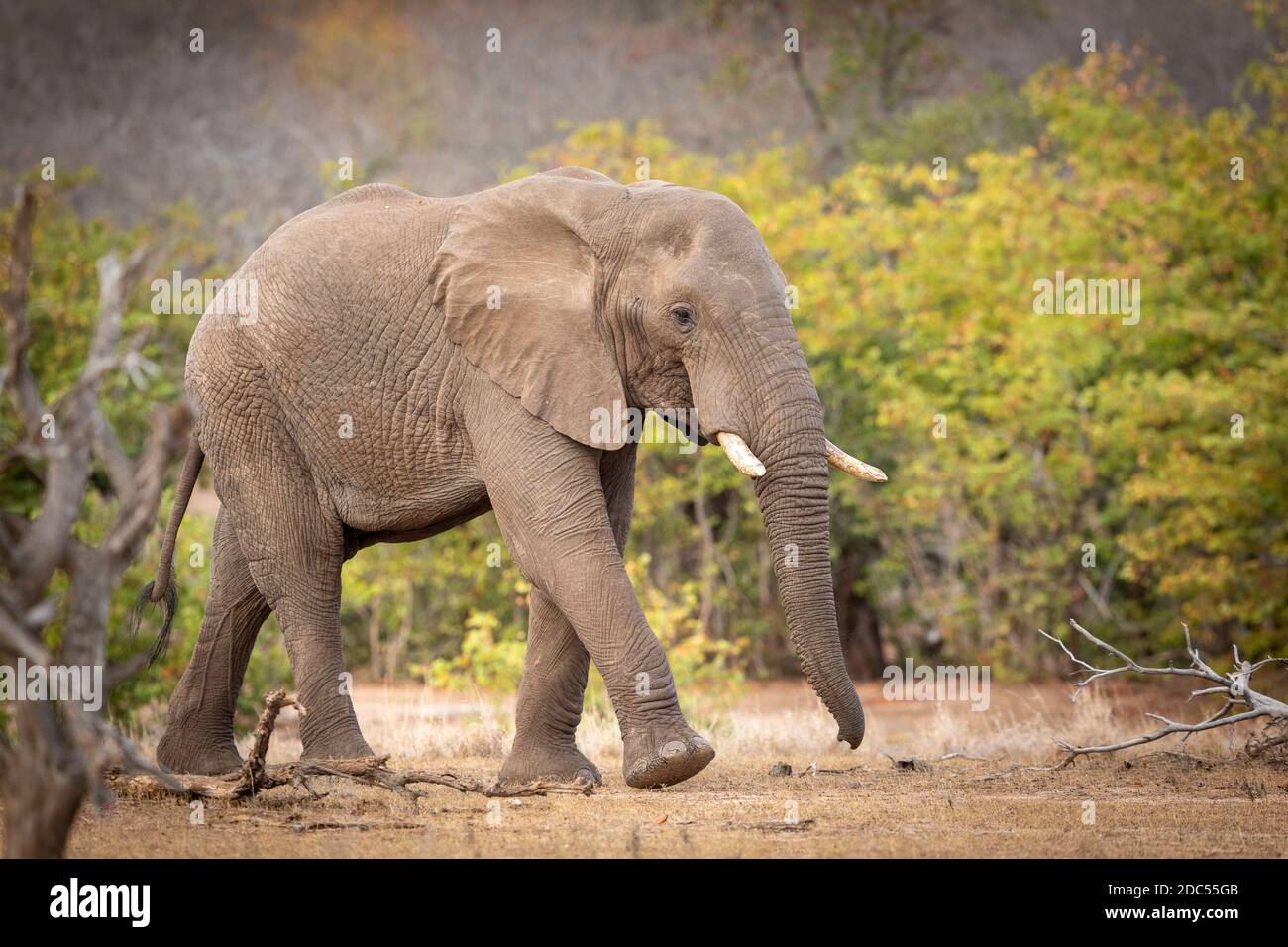 Erwachsene afrikanische Elefantenweibchen beim Wandern im trockenen Winterbusch Kruger Park in Südafrika Stockfoto