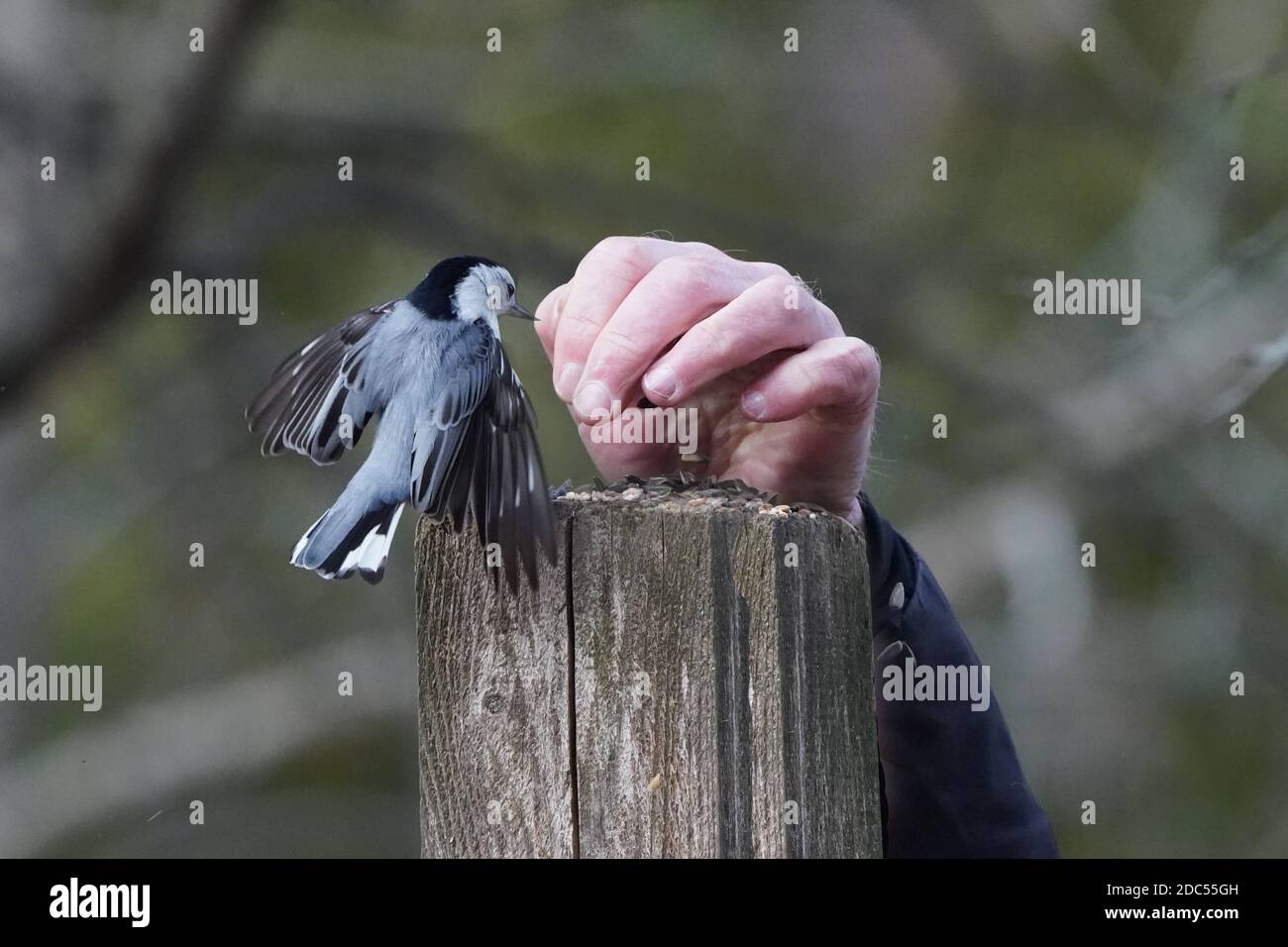 Nuthatches kämpfen um Nahrung Stockfoto