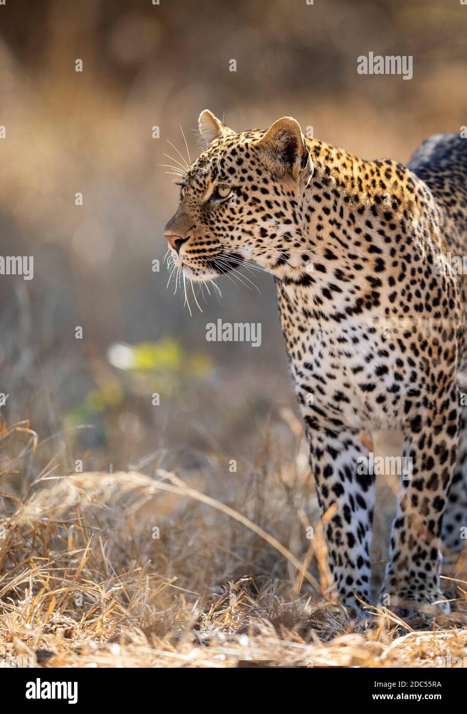 Leopard mit langen Schnurrhaaren, die im Trockenen stehen und wachsam aussehen Gras im Kruger Park in Südafrika Stockfoto