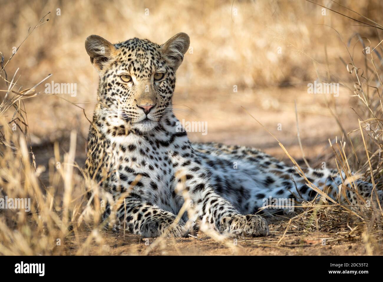 Leopard liegt im gelben Gras und sieht in Kruger wachsam aus Park in Südafrika Stockfoto