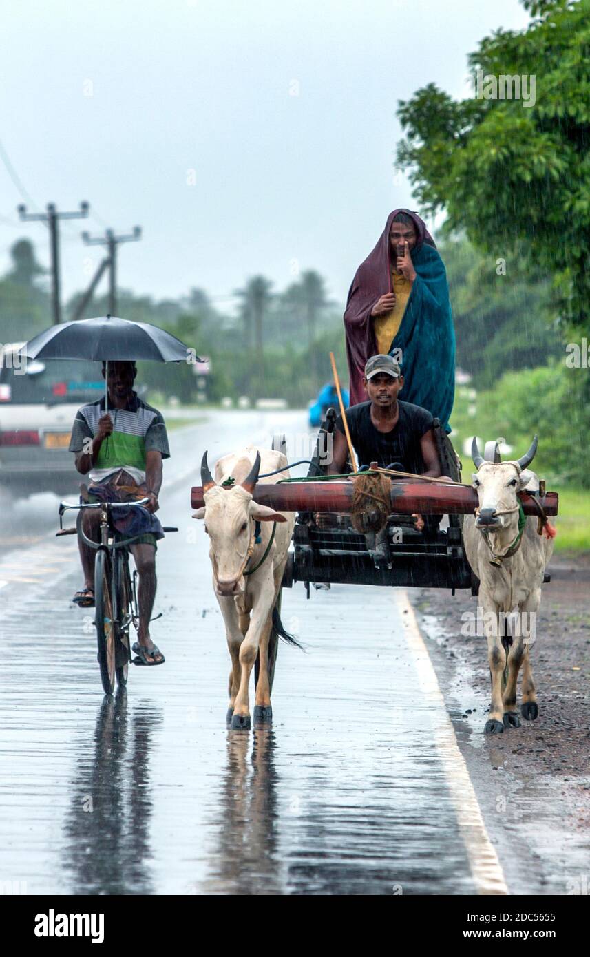 Ein Paar Ochsen zieht einen Wagen entlang der Straße in der Nähe von Batticaloa an der Ostküste von Sri Lanka während eines schweren November-Regensturms. Stockfoto