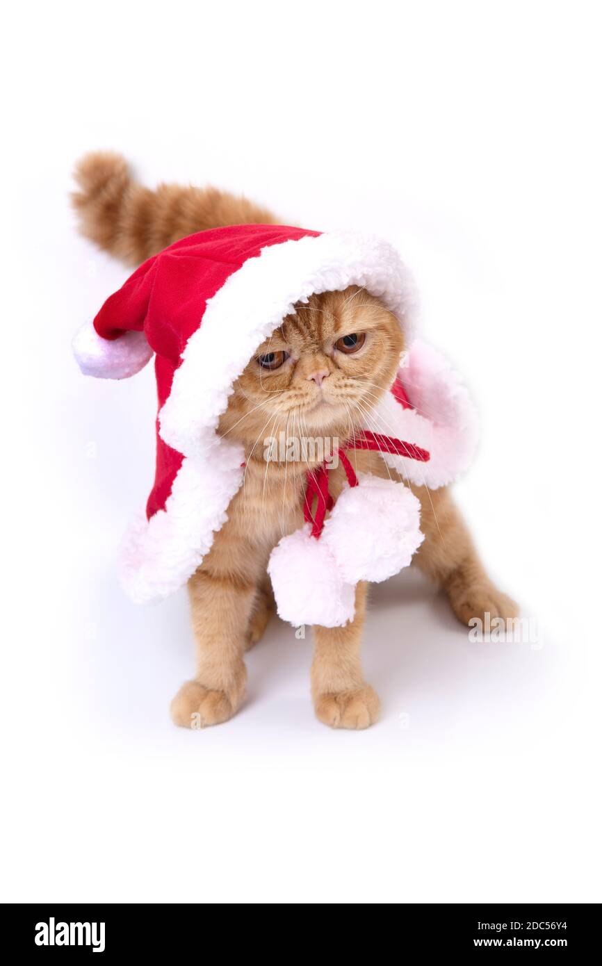 Schottische Falte Katze trägt roten santa greatcoat stehen und Blick auf den Boden auf weißem Hintergrund. Stockfoto