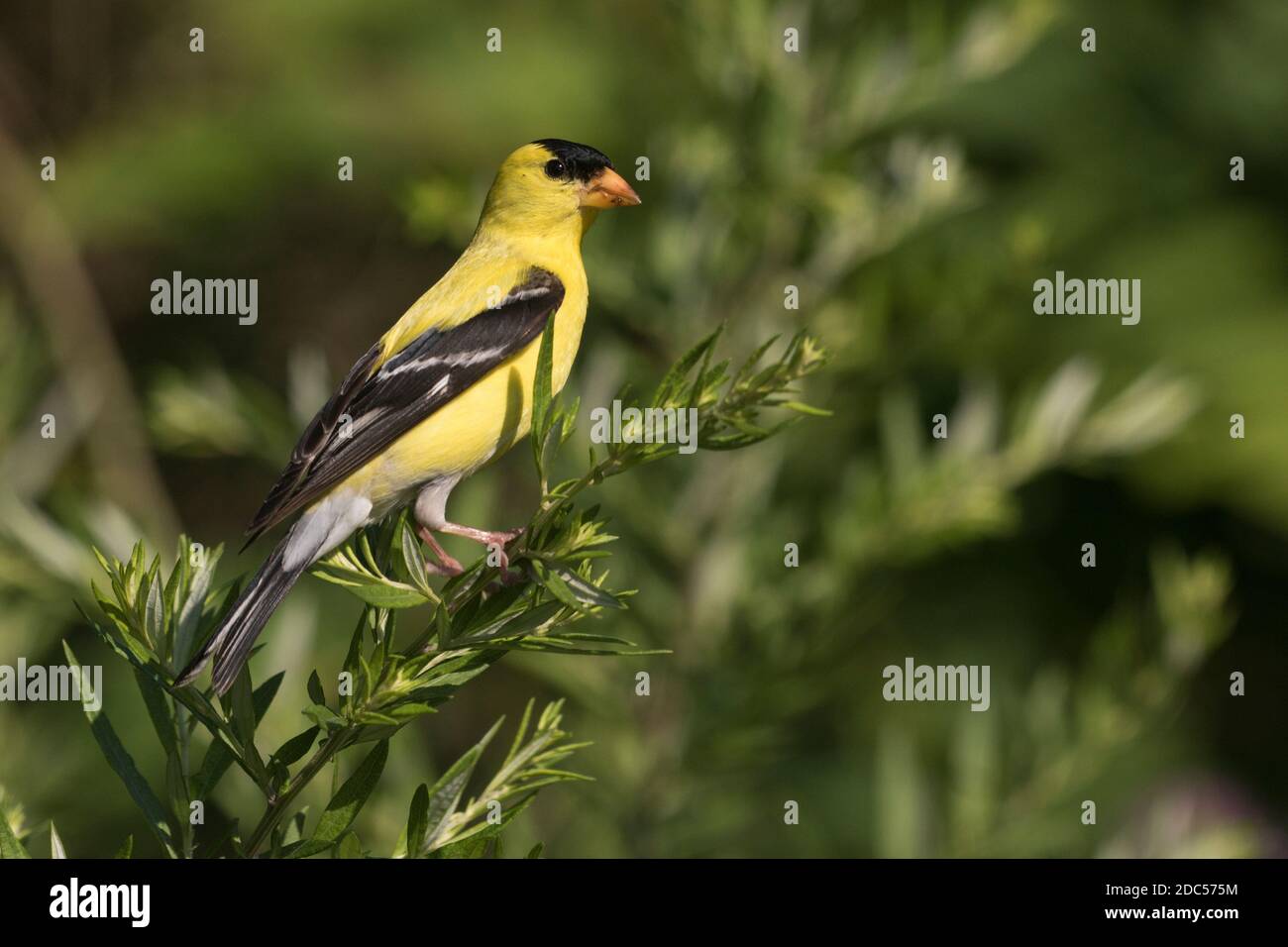 American Goldfinch (Spinus tristis) auf einer Pflanze, Long Island, New York Stockfoto