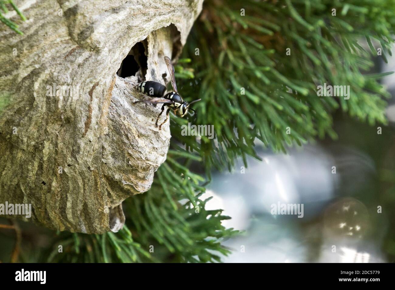 Glatzengesichtige Hornisse (Dolichovespula maculata) auf einem grauen, mit Papier umschlossenen Nest, Long Island, New York Stockfoto