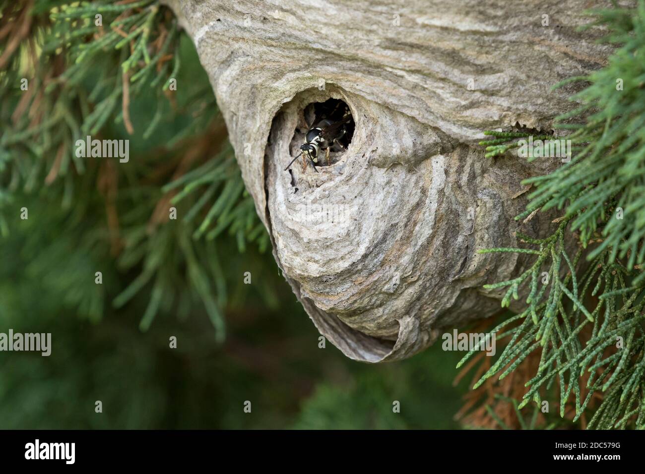 Glatzengesichtige Hornisse (Dolichovespula maculata) auf einem grauen, mit Papier umschlossenen Nest, Long Island, New York Stockfoto