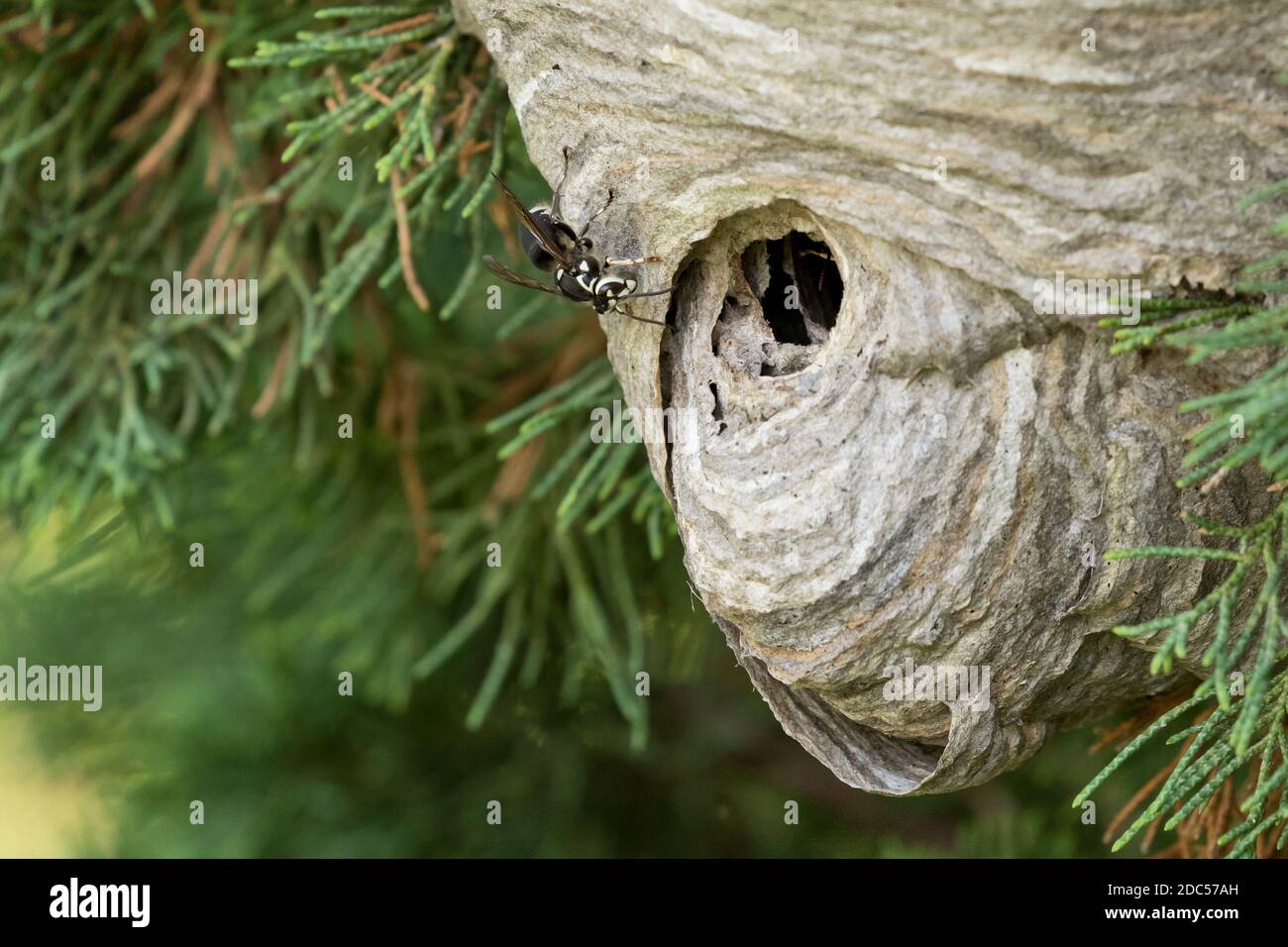 Glatzengesichtige Hornisse (Dolichovespula maculata) auf einem grauen, mit Papier umschlossenen Nest, Long Island, New York Stockfoto