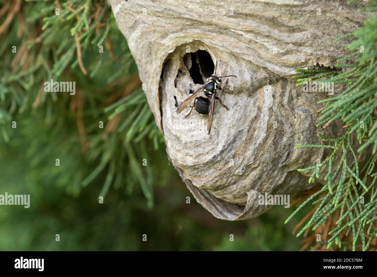 Glatzengesichtige Hornisse (Dolichovespula maculata) auf einem grauen, mit Papier umschlossenen Nest, Long Island, New York Stockfoto