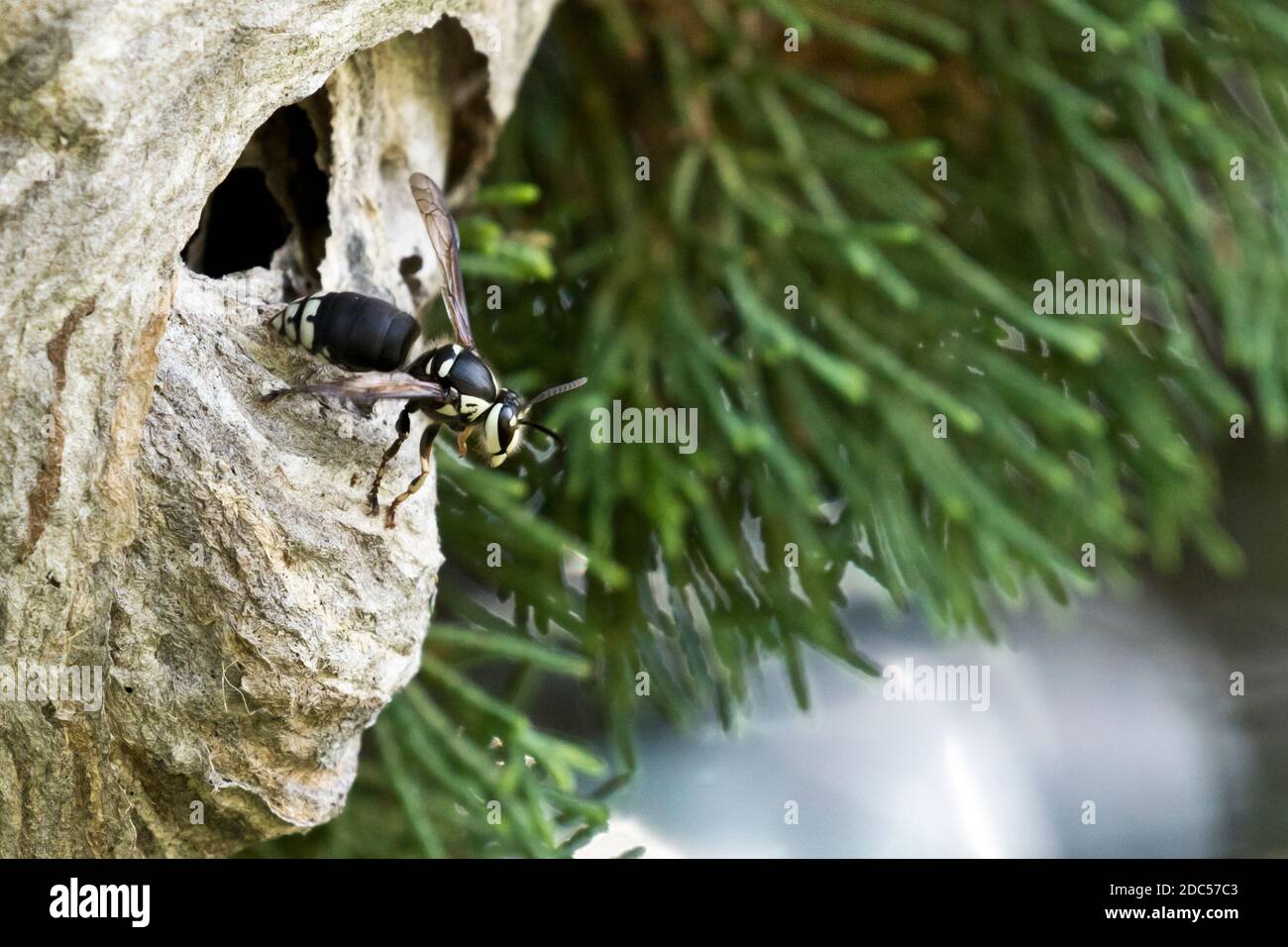 Glatzengesichtige Hornisse (Dolichovespula maculata) auf einem grauen, mit Papier umschlossenen Nest, Long Island, New York Stockfoto
