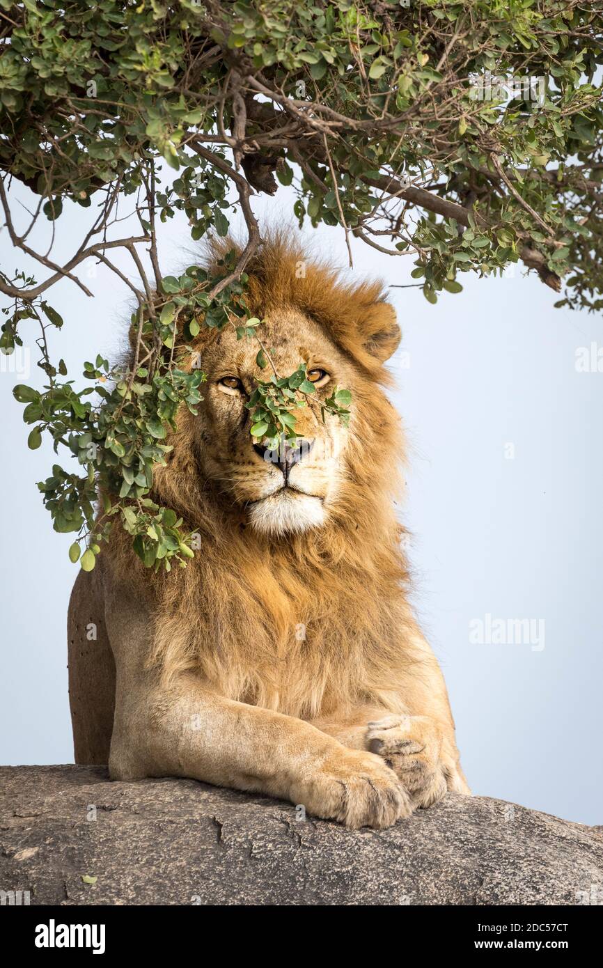 Männlicher Löwe, der auf einem großen Felsen hinter Baumblättern liegt In der Serengeti in Tansania Stockfoto
