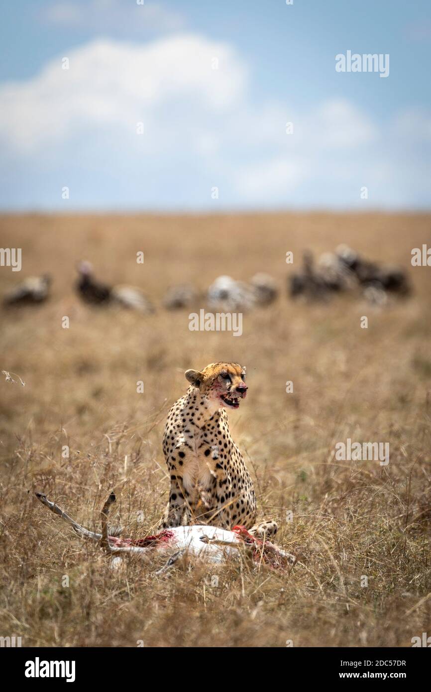 Erwachsene Gepard töten mit Geiern, die im trockenen Gras sitzen Die Ebenen von Masai Mara in Kenia Stockfoto