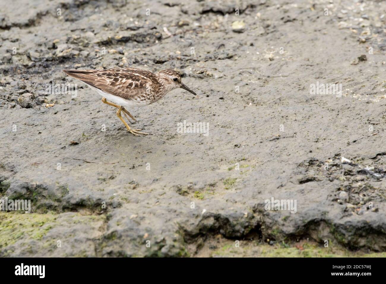 Am wenigsten Sandpiper (Calidris minutilla), der an einer Küste entlang sucht, Long Island, New York Stockfoto