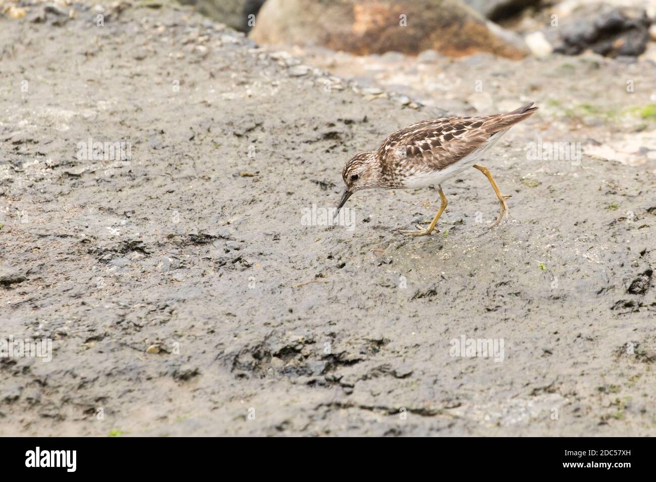 Am wenigsten Sandpiper (Calidris minutilla), der an einer Küste entlang sucht, Long Island, New York Stockfoto