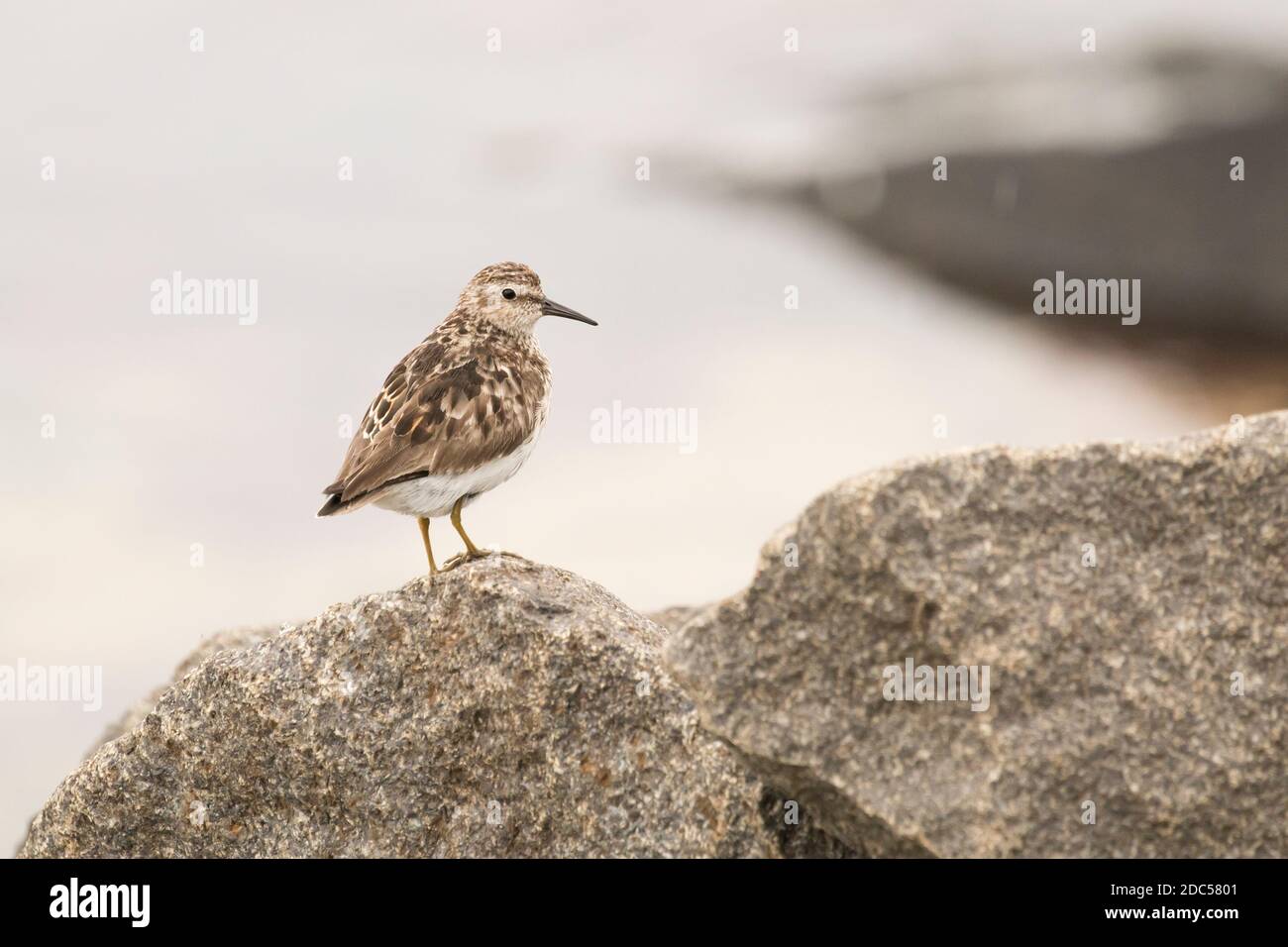 Am wenigsten Sandpiper (Calidris minutilla), der an einer Küste entlang sucht, Long Island, New York Stockfoto