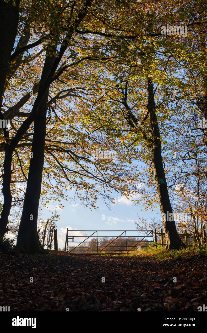 Buchen und Bauernhof Tor entlang der chiltern Weg in den späten Nachmittag Herbstsonne. Fingerest, Buckinghamshire, England Stockfoto