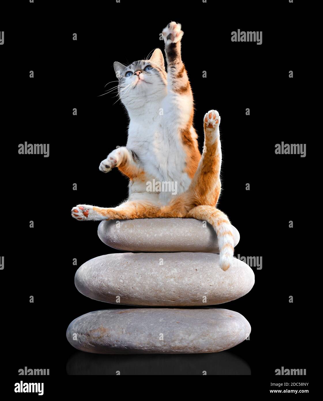 Katze sitzt auf Steinen, die eine Yoga-Pose isoliert auf Schwarzer Hintergrund Stockfoto
