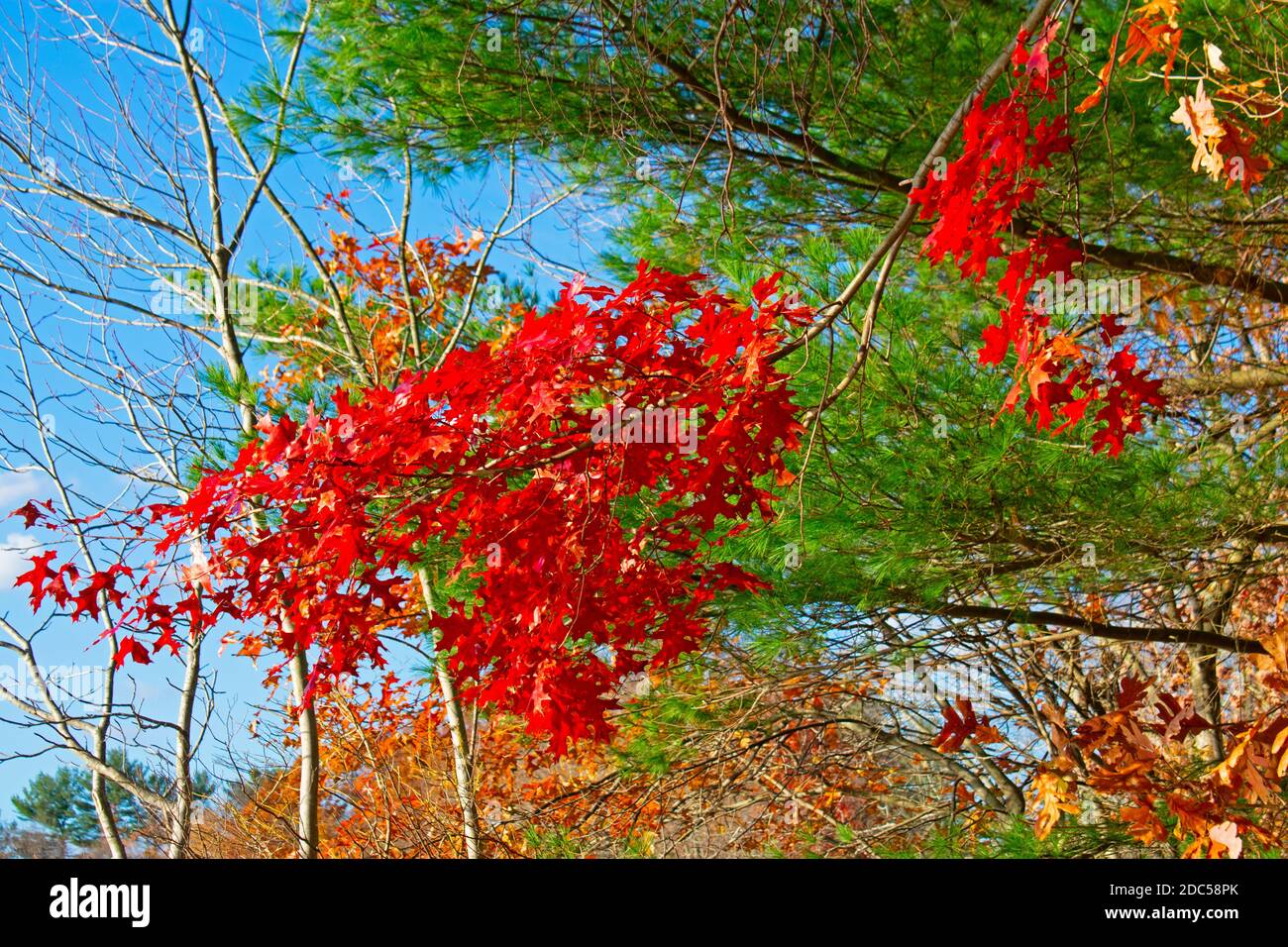 Helle Blätter und andere farbenfrohe Herbstblicke auf dem Naturlehrpfad neben dem Dallenbachsee in East Brunswick, New Jersey, USA -02 Stockfoto