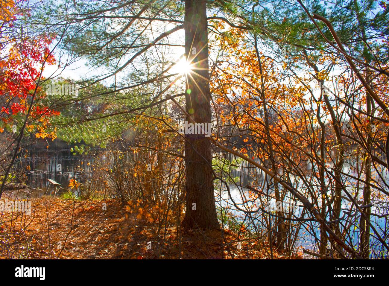Helle Blätter und andere farbenfrohe Herbstblicke auf dem Naturlehrpfad neben dem Dallenbachsee in East Brunswick, New Jersey, USA -03 Stockfoto