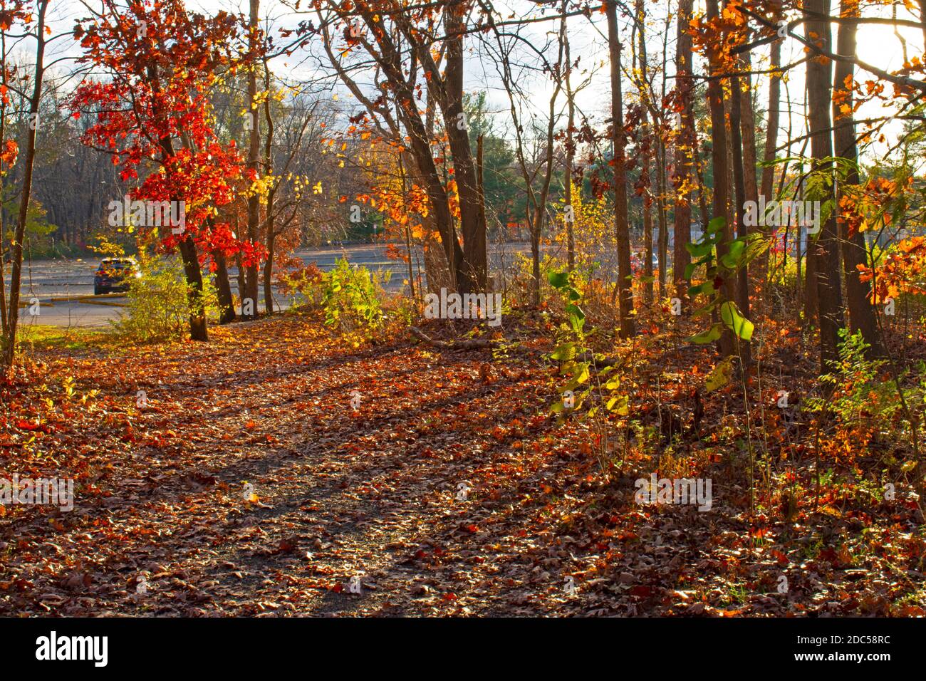 Helle Blätter und andere farbenfrohe Herbstblicke auf dem Naturlehrpfad neben dem Dallenbachsee in East Brunswick, New Jersey, USA -04 Stockfoto