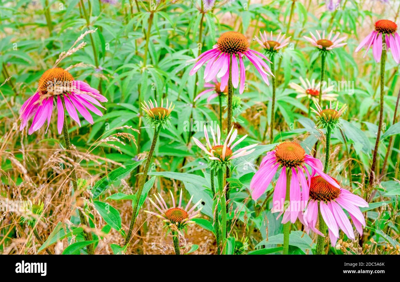 Nahaufnahme der Wiesenheilpflanze Echinacea. Kräutermedizin Konzept, Umwelt. Horizontale Ausrichtung, selektiver und weicher Fokus. Stockfoto