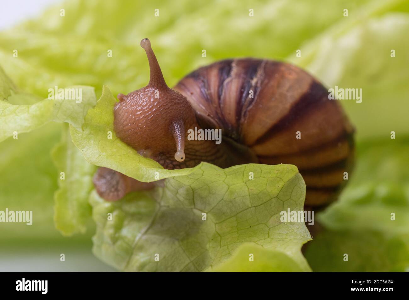 Die kleine Achatina-Schnecke frisst ein Blatt Salat oder Gras, Schnecke in der Natur, Nahaufnahme, selektiver Fokus, Kopierraum. Kann verwendet werden, um den Schaden f zu veranschaulichen Stockfoto