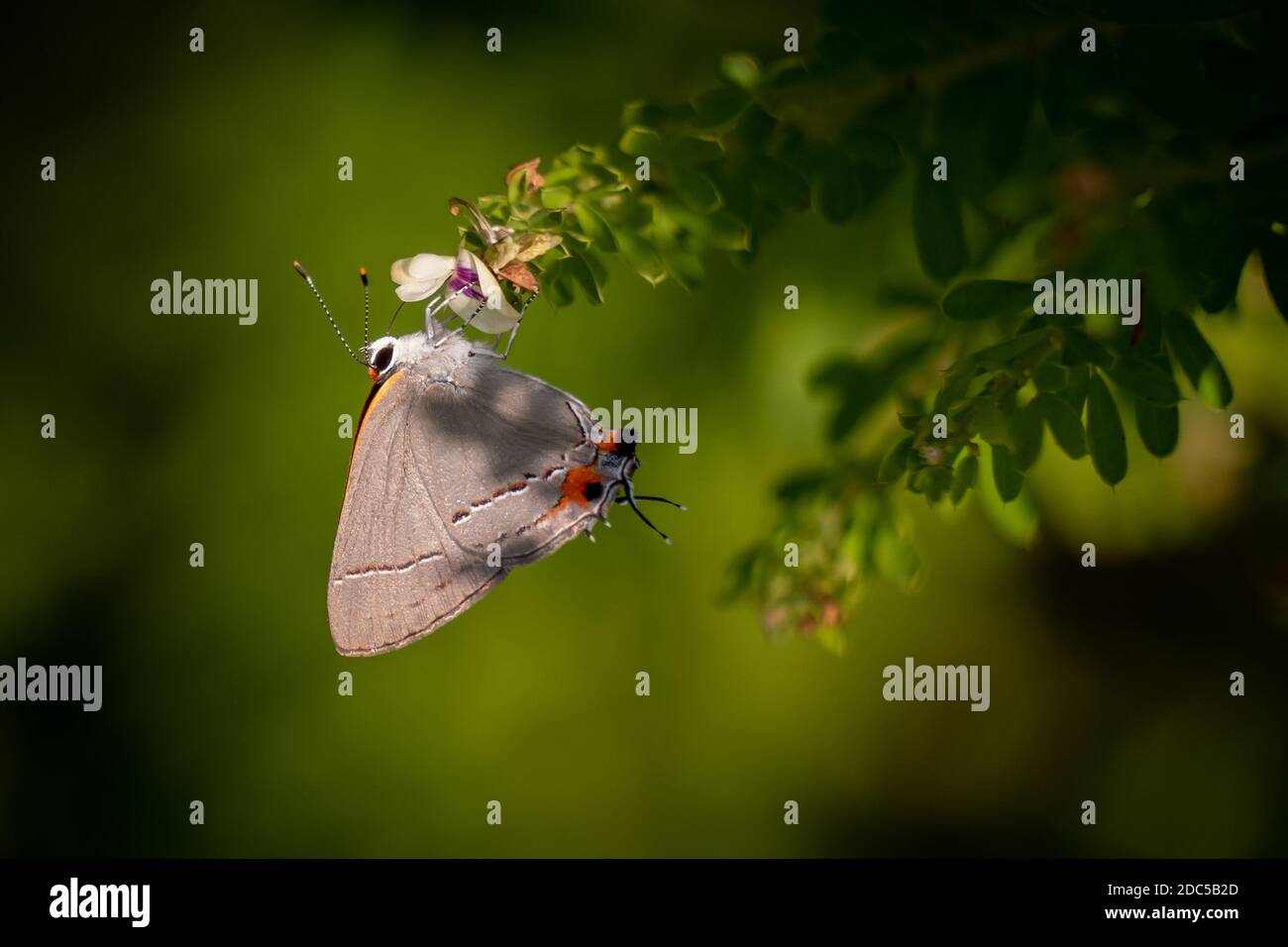 Ein Grauer Hairstreak (Strymon melinus) besucht einen Panicled Ticktrefoil (Desmodium paniculatum). Raleigh, North Carolina. Stockfoto