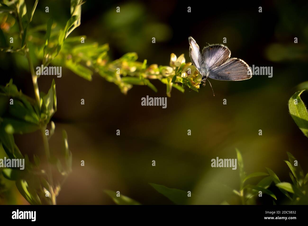 Ein Ostschwanzblau (Cupido comyntas). Raleigh, North Carolina. Enthält Text- oder Kopierbereich. Stockfoto