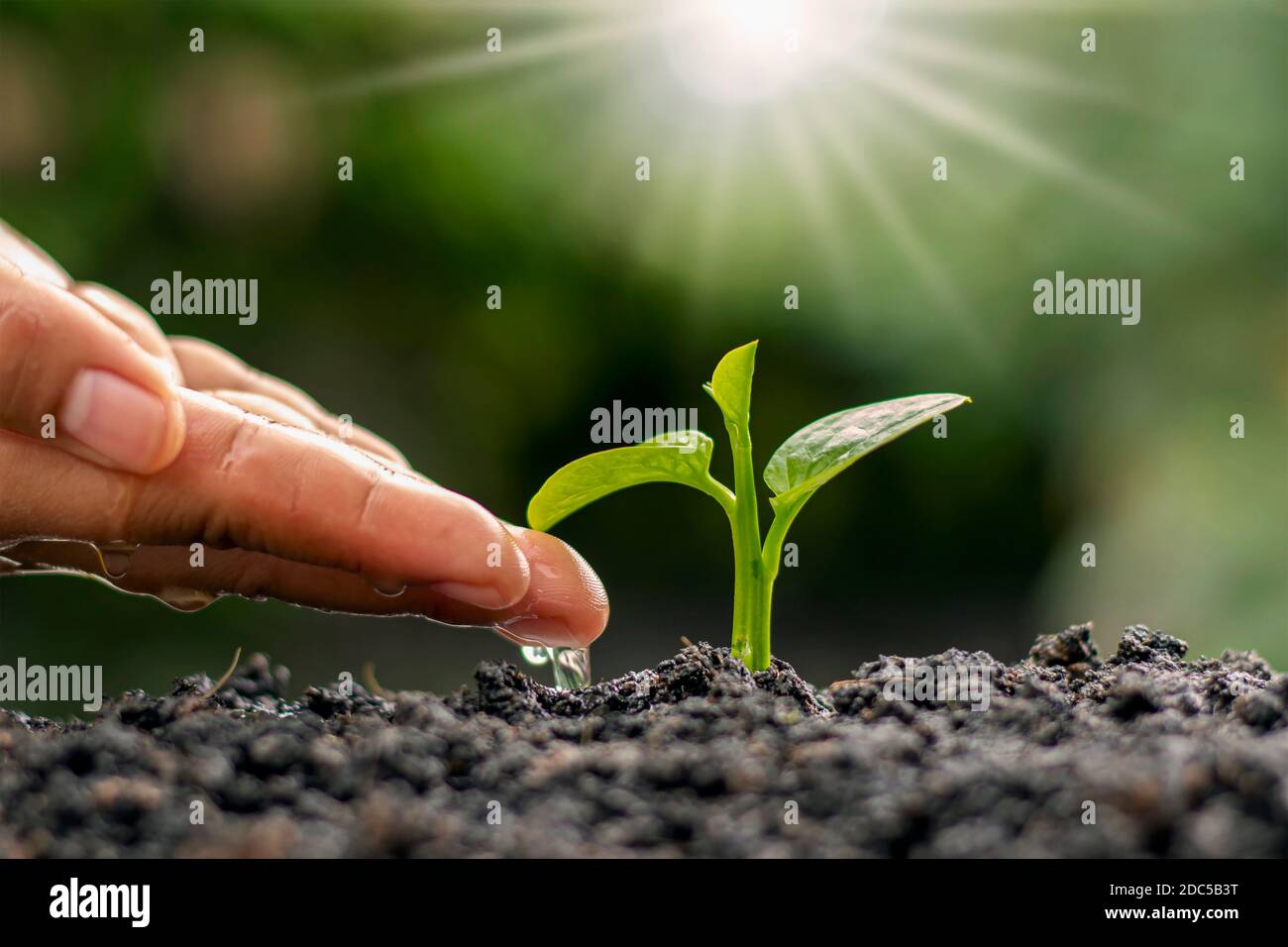 Die Hände des Bauern sind Bewässerung und Pflege für Bäume, nachhaltige Naturschutzideen und Earth Day. Stockfoto