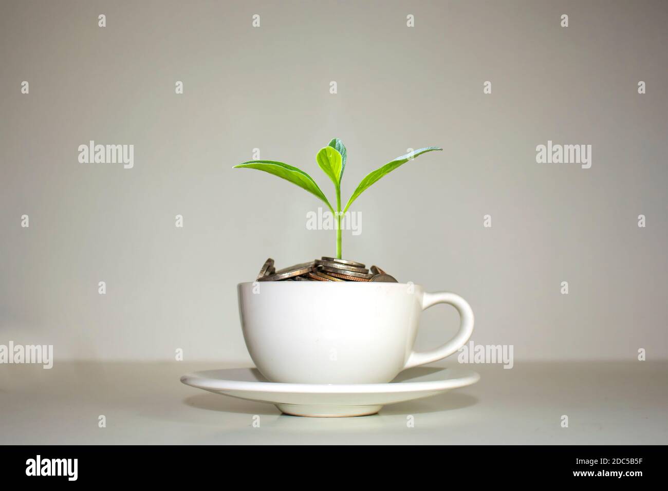 Ein Baum wächst auf einem Stapel von Münzen in einer weißen Kaffeetasse finanzielle Wachstum Idee weißen Kaffeetasse. Stockfoto
