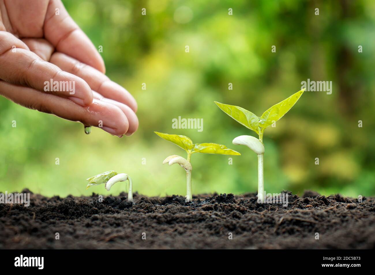 Kleine Pflanzen wachsen auf fruchtbarem Boden und bewässern die Pflanzen sowie zeigen die Wachstumsstadien der Pflanzen. Stockfoto