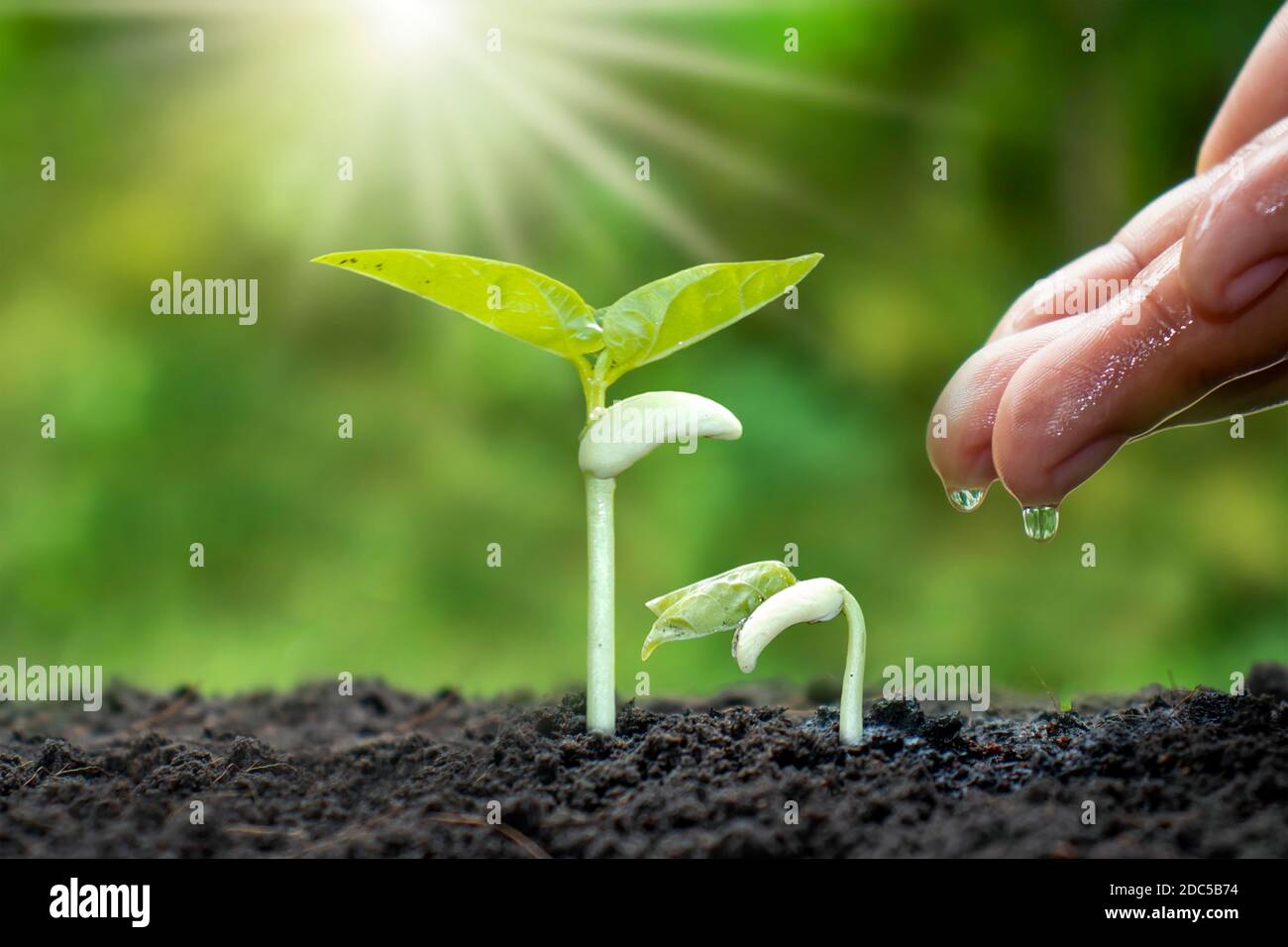 Anbau von Kulturpflanzen auf fruchtbarem Boden und Bewässerung von Pflanzen, einschließlich der Darstellung von Stadien des Pflanzenwachstums, Anbaukonzepte und Investitionen für Landwirte. Stockfoto