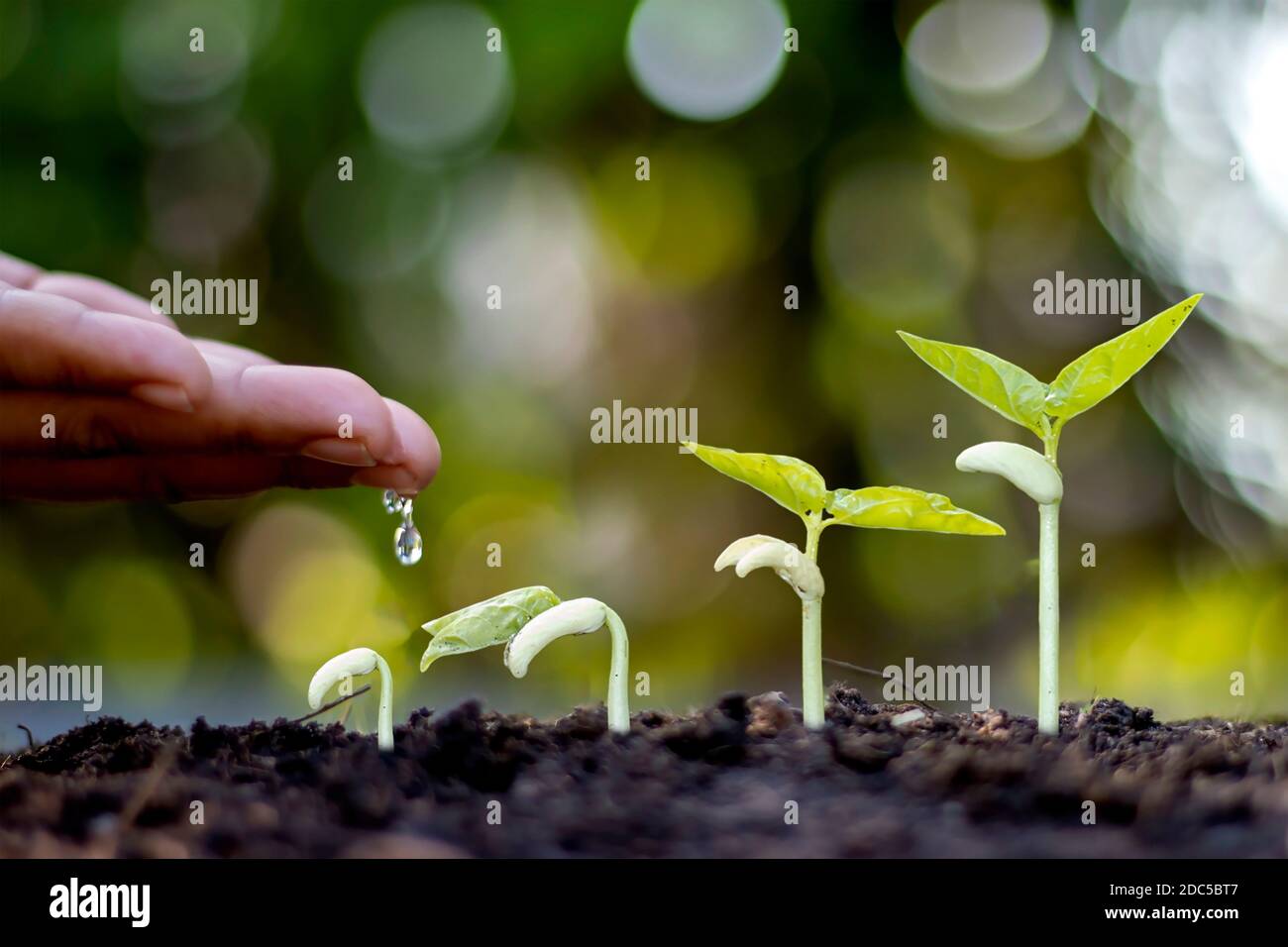 Pflanzen von Bäumen auf fruchtbarem Boden und Anzeigen der Stufe des Pflanzenwachstums. Anzucht und Landwirtschaft Ideen. Stockfoto