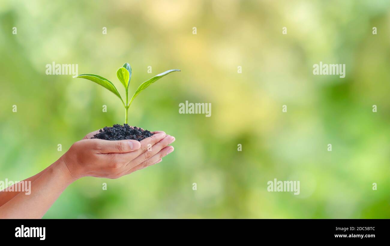 Earth Day Konzept, menschliche Hand hält wachsende Bäume auf einem verschwommenen grünen Wald Hintergrund. Stockfoto