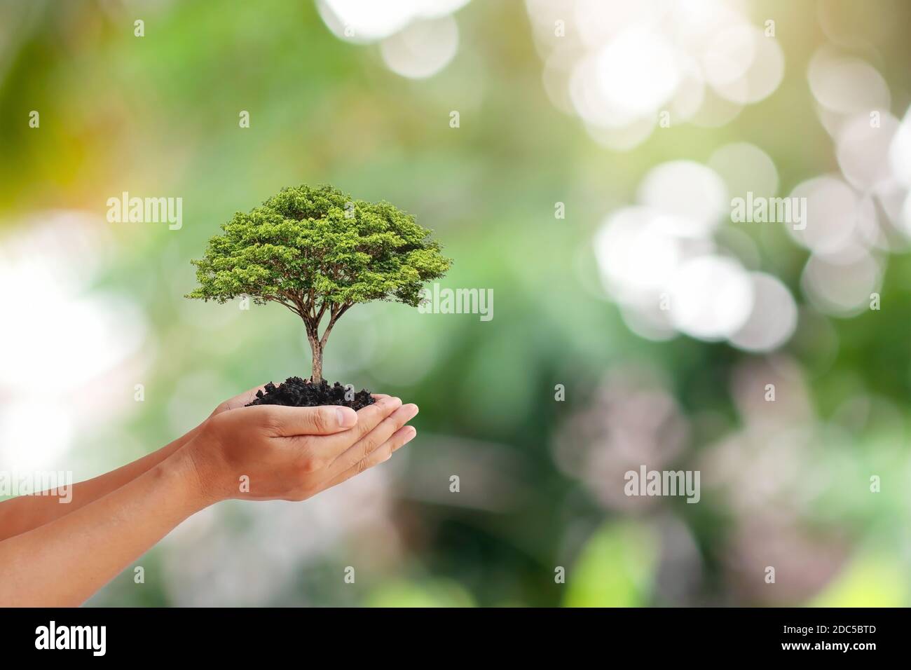 Der Baum, der in den Händen der Menschen wächst Baumbepflanzung Konzept zur Erhaltung der ökologischen Nachhaltigkeit. Stockfoto