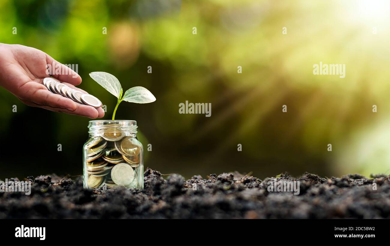 Pflanzen eines Baumes in einer Flasche und Geld sammeln in einer Flasche, Finanz- und Investitionsideen für das Unternehmenswachstum. Stockfoto
