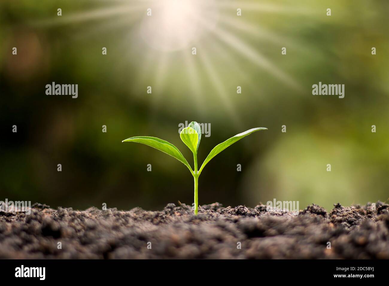 Kleine Bäume mit grünen Blättern, natürlichem Wachstum und Sonnenlicht, das Konzept der Landwirtschaft und nachhaltiges Pflanzenwachstum. Stockfoto