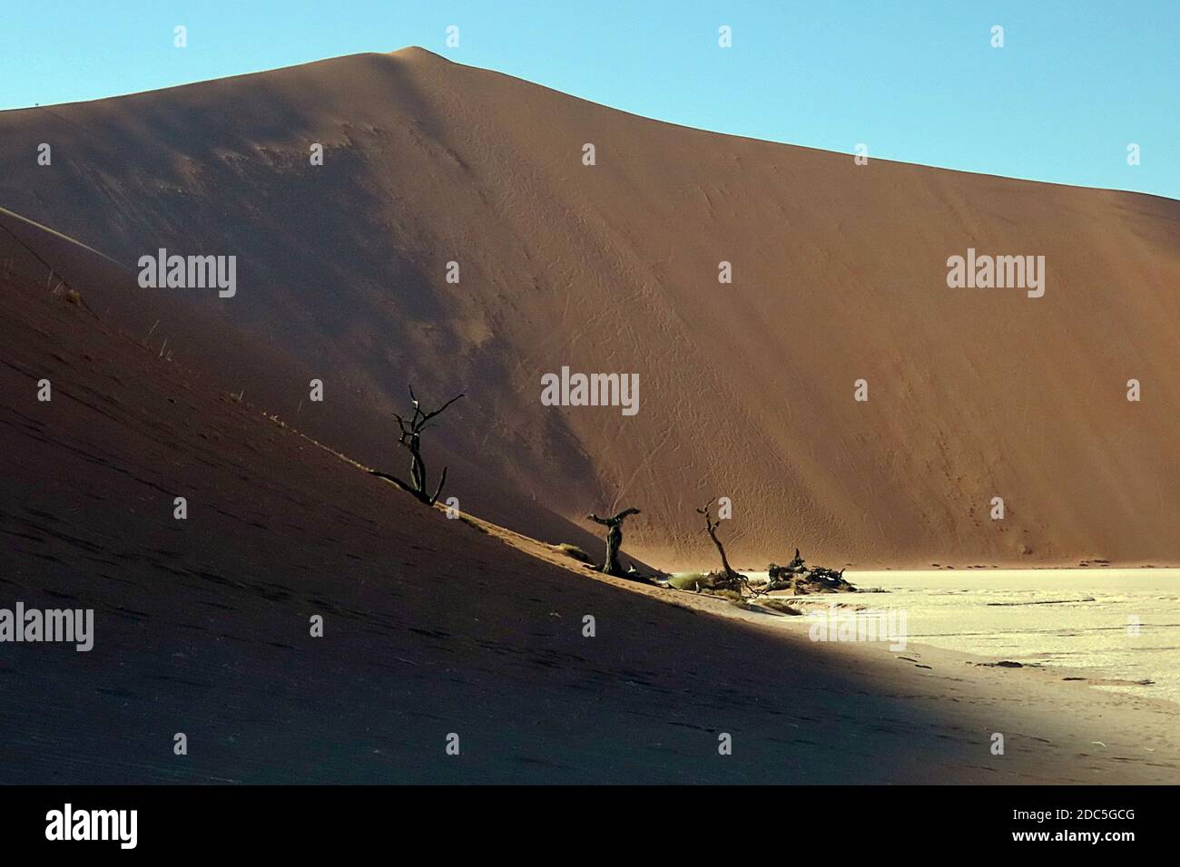 Die trockenen, toten Kameldornbäume der Deadvlei Pfanne in Erongo, Namibia. Stockfoto