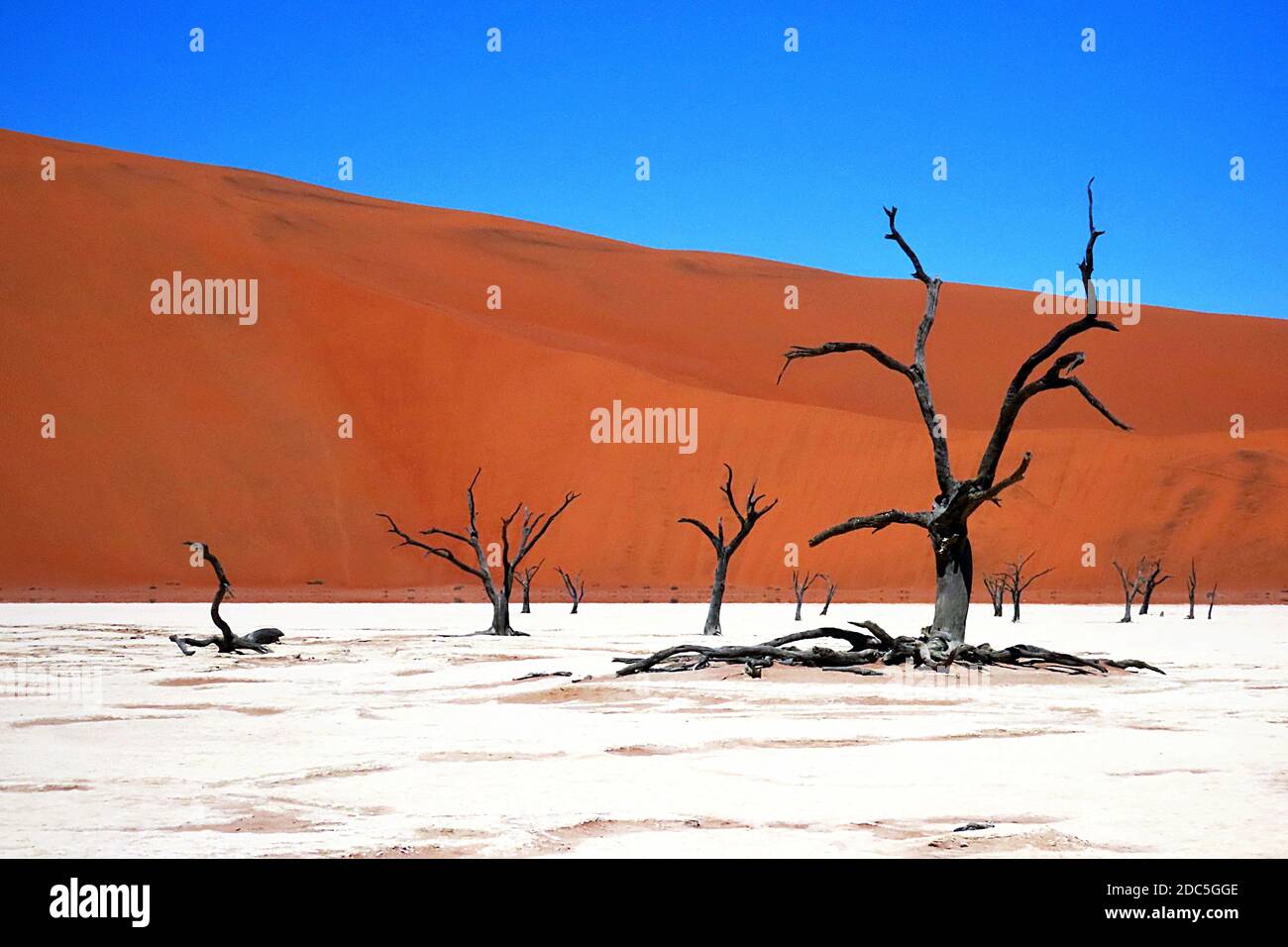 Die trockenen, toten Kameldornbäume der Deadvlei Pfanne in Erongo, Namibia. Stockfoto