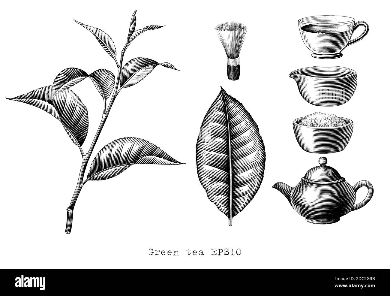 Grüner Tee Sammlung Handzeichnung Gravur Stil schwarz und weiß Clipart auf weißem Hintergrund isoliert Stock Vektor