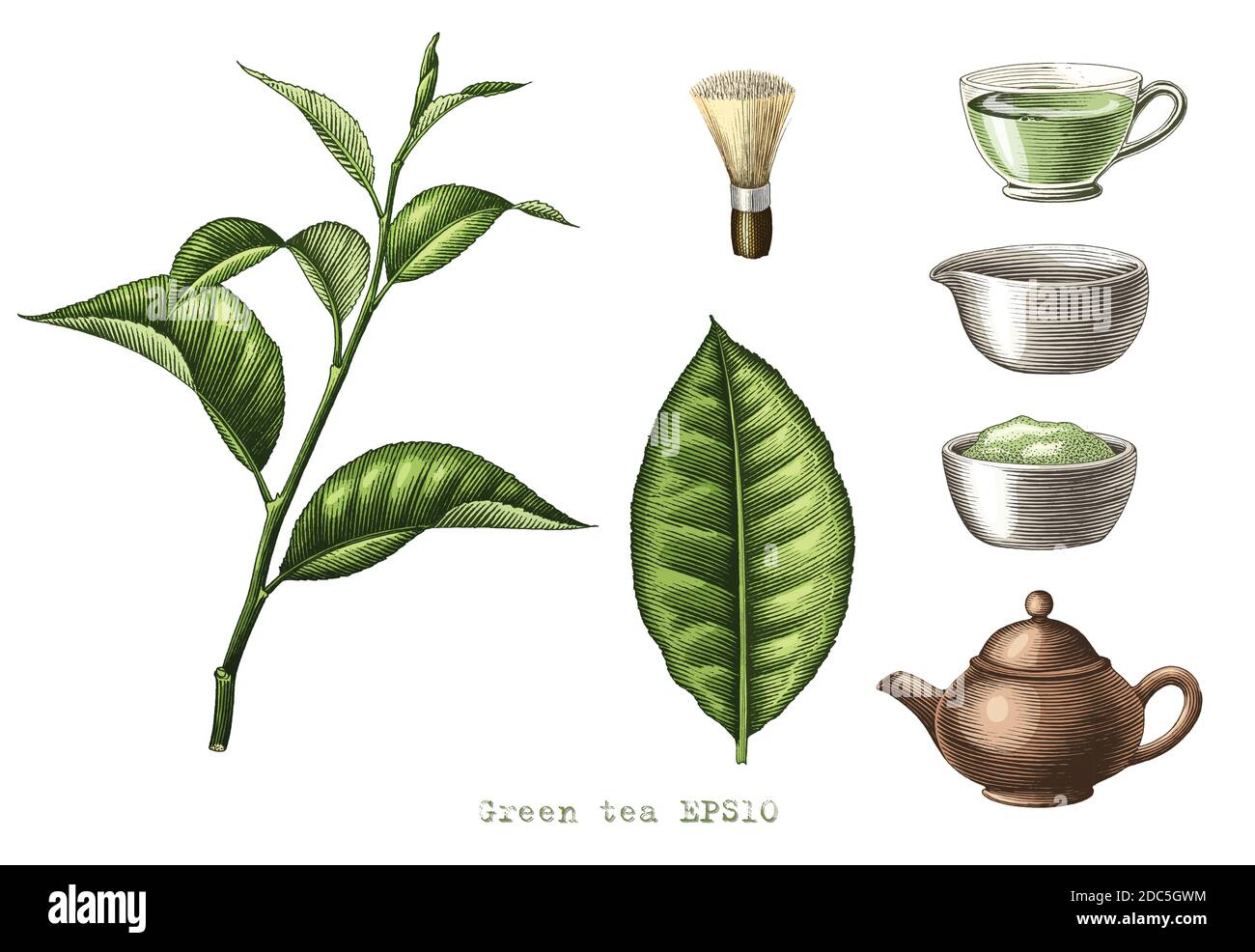 Grüner Tee Sammlung Hand Zeichnung Gravur Stil Clipart isoliert auf Weißer Hintergrund Stock Vektor