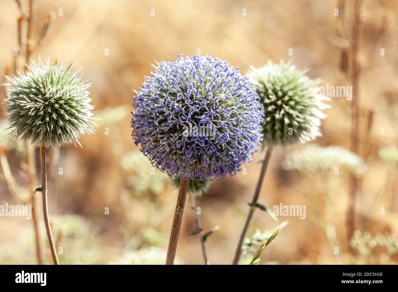 Lila Kugeldistel oder Echinops in Blüte im Spätsommer Stockfoto