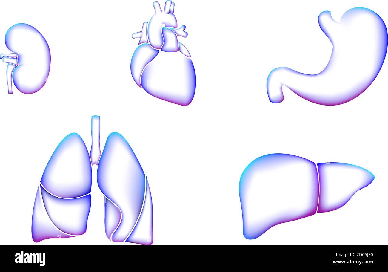 Menschliches Organ Symbol Symbol Medizin Logo set.Lungen Herz Niere Leber Magen innere Medizin Organ Gesundheit. Apotheke Banner Arzt Online-Analyse Stock Vektor
