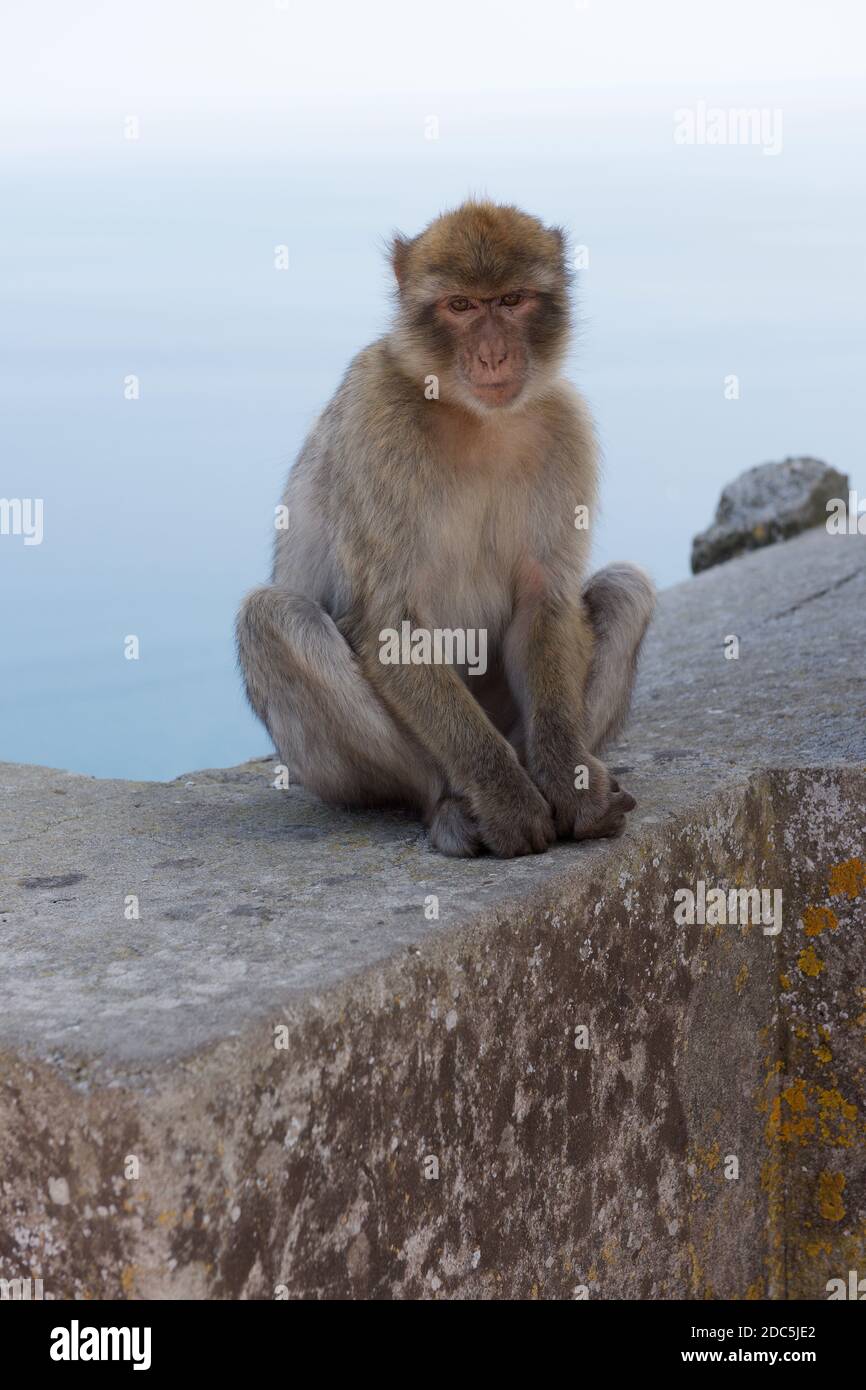 Barbary Macaque (Affe) auf Gibraltar Stockfoto