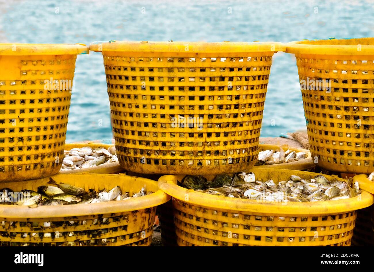 Ein Stapel frisch gefangener Fische in gelben Plastikkörben, auf einem Steg, der darauf wartet, zum lokalen Markt zu gehen. Stockfoto