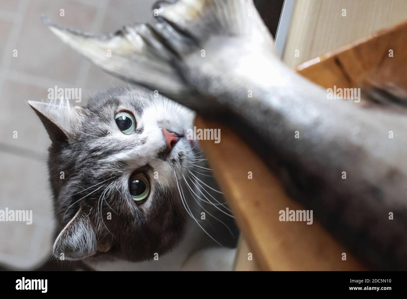 Eine hungrige Katze schaut auf den Schwanz eines Fisches auf dem Küchentisch. Ein Haustier stiehlt Nahrung vom Tisch. Katzendelikatesse Stockfoto